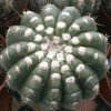 Notocactus_uebelmannianus